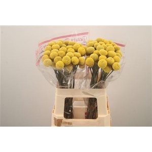 Craspedia Paintball Pop