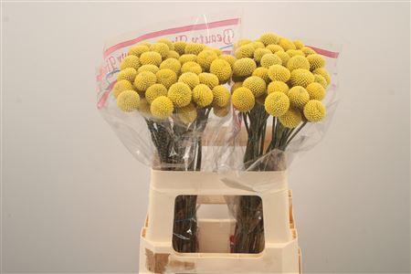 <h4>Craspedia Paintball Pop</h4>