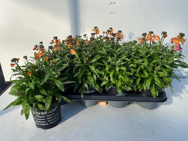 <h4>ERYS LINIFOLIUM</h4>