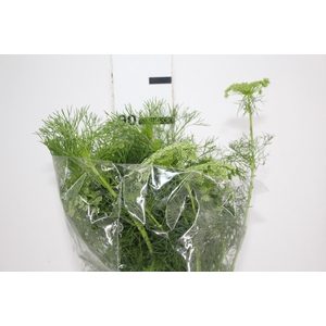 AMMI MAJUS 070 CM
