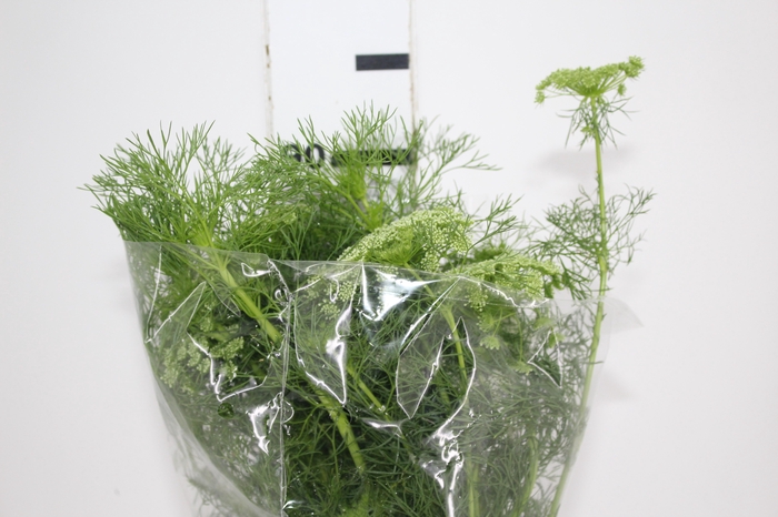 <h4>AMMI MAJUS 070 CM</h4>