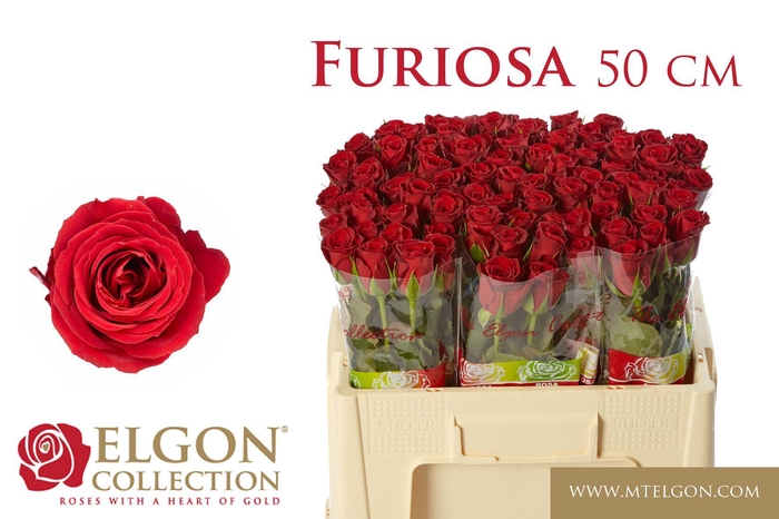 <h4>R GR FURIOSA</h4>