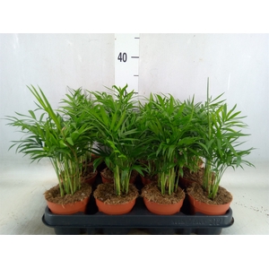 Chamaedorea elegans