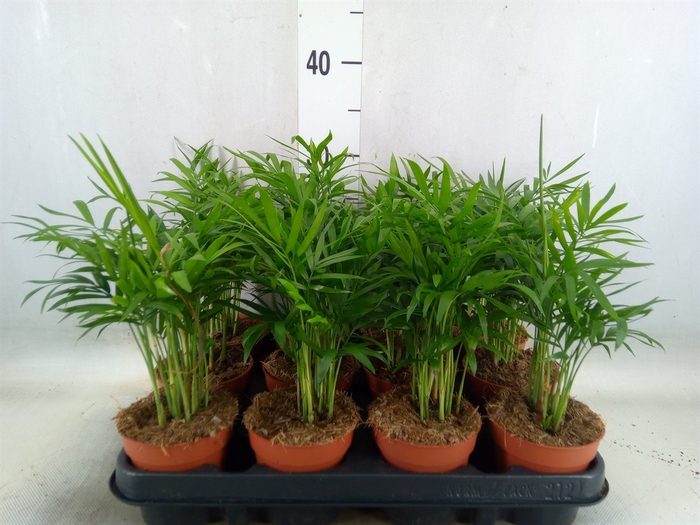 <h4>Chamaedorea elegans</h4>