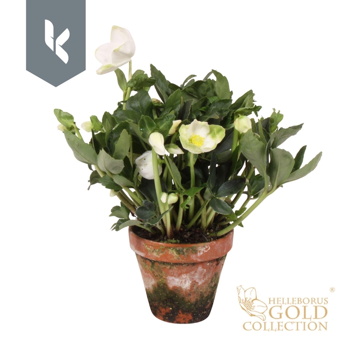 <h4>Helleborus HGC Jonas</h4>