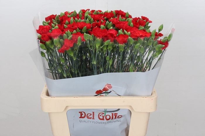 <h4>DI TR SYMPLY LOVE</h4>