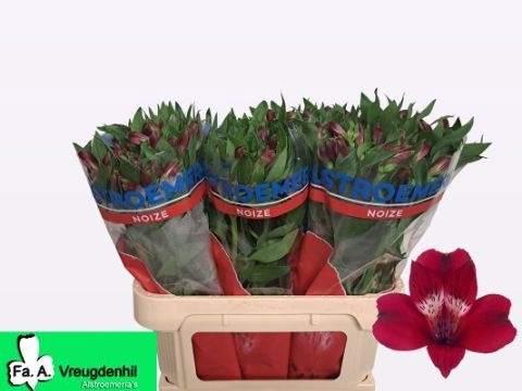 <h4>ALSTR NOIZE</h4>