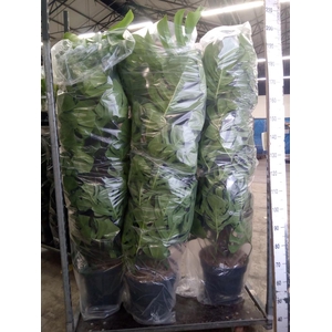 Monstera pertusum