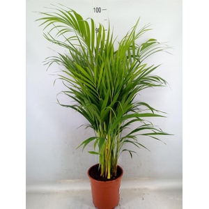 Dypsis lutescens   ...Chrysalidoca