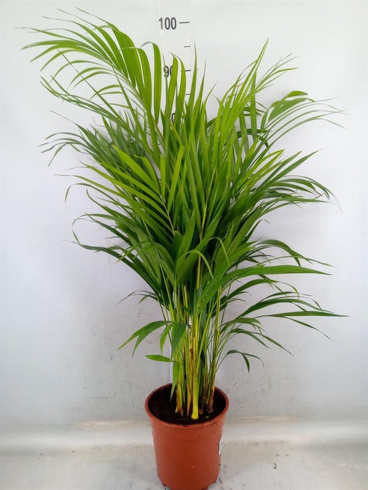 <h4>Dypsis lutescens   ...Chrysalidoca</h4>