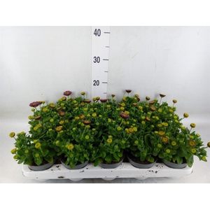 Osteospermum  'FlowPow Dbl Purple'