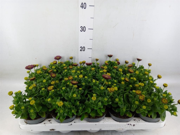 <h4>Osteospermum  'FlowPow Dbl Purple'</h4>