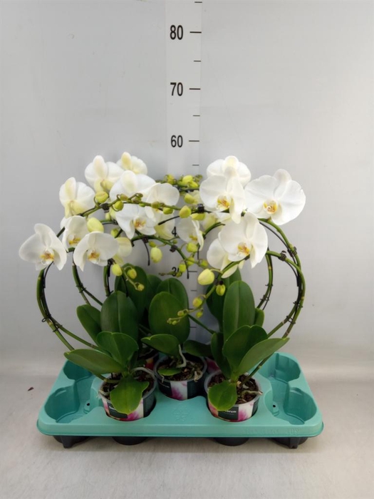 <h4>Phalaenopsis ...</h4>