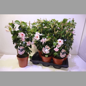 Mande Sun Velvet Pastel Pink