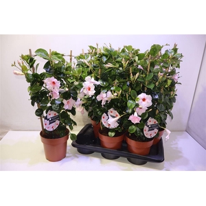 Mande Sun Velvet Pastel Pink