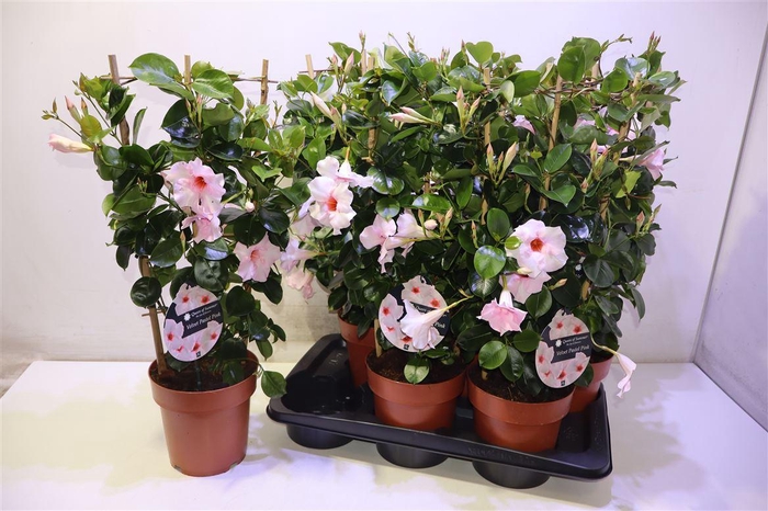 <h4>arr8 Mande Sun Velvet Pastel Pink</h4>