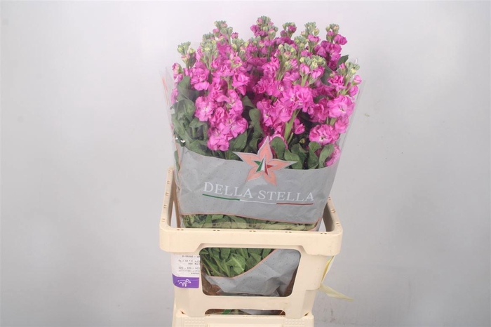 <h4>MATTH IRON ROSE PINK</h4>