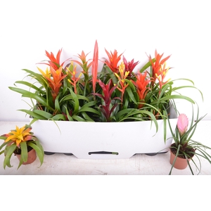BROMELIA GEM 15 SRT
