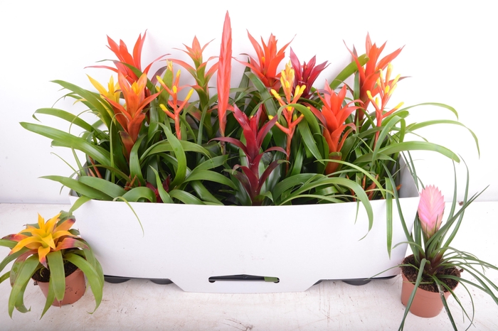 <h4>BROMELIA GEM 15 SRT</h4>