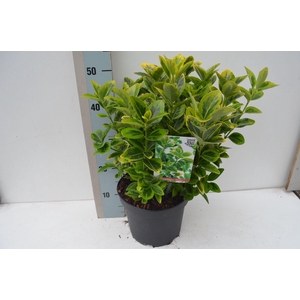 Euonymus jap Aureus