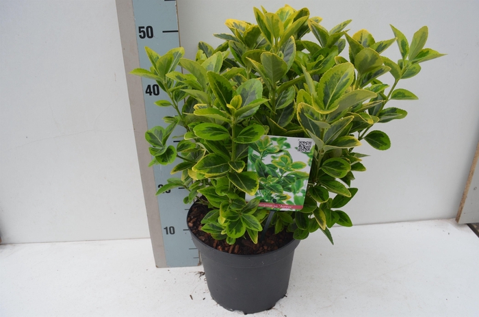<h4>Euonymus jap Aureus</h4>