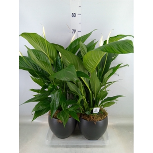 Spathiphyllum  'Bingo Cupido'