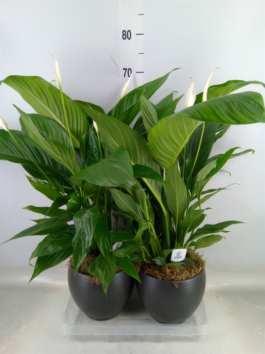 <h4>Spathiphyllum  'Bingo Cupido'</h4>