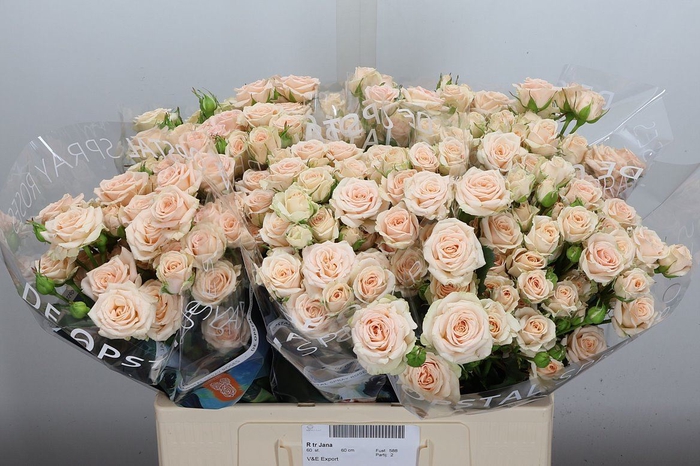 <h4>Rosa TR 'Jana'</h4>