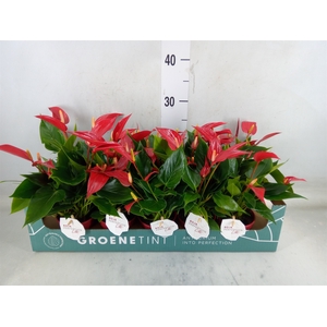 Anthurium  'Banderola Roja'