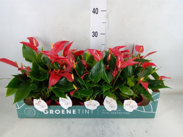 <h4>Anthurium  'Banderola Roja'</h4>