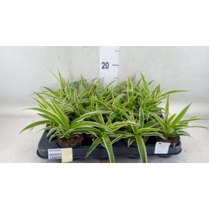 Chlorophytum com. 'Ocean'