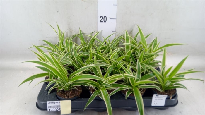 <h4>Chlorophytum com. 'Ocean'</h4>