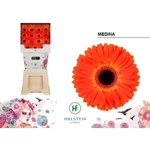 Gerbera Medina Diamond