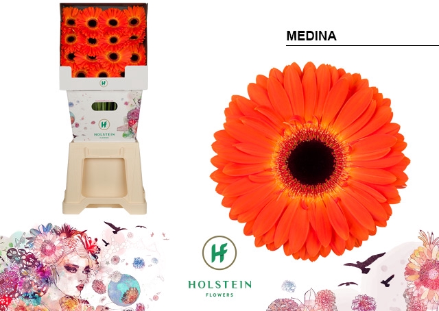 <h4>Gerbera Medina Diamond</h4>