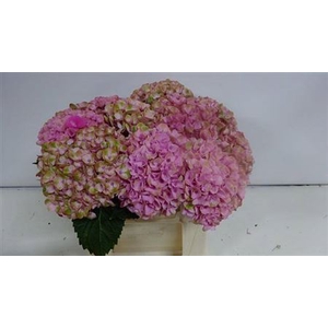 Hydr M Revolution Roze