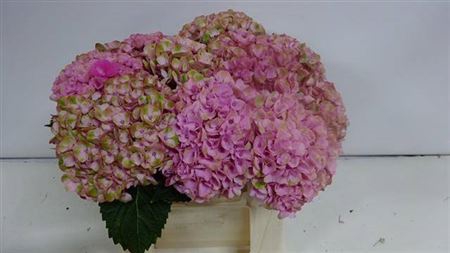 <h4>Hydr M Revolution Roze</h4>