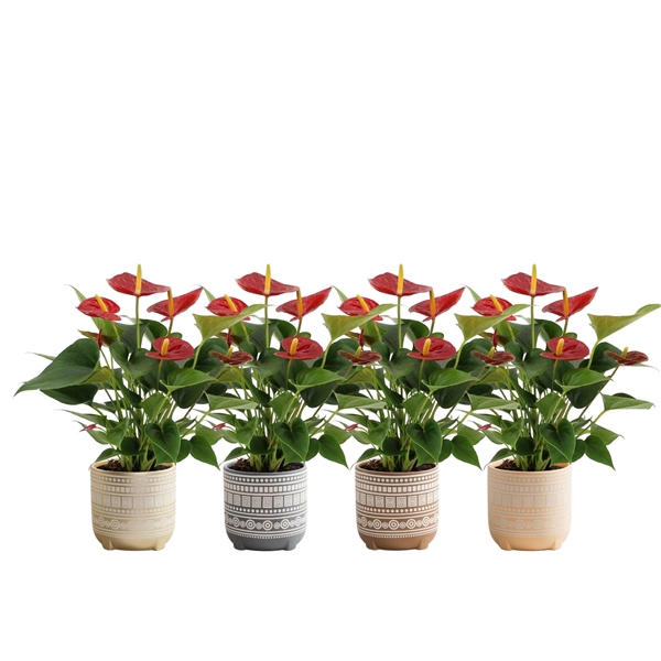 <h4>Anthurium Diamond Red in Neo ceramics</h4>