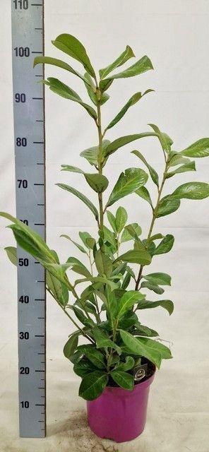 <h4>PRUN LA ROTUNDIFOLIA</h4>