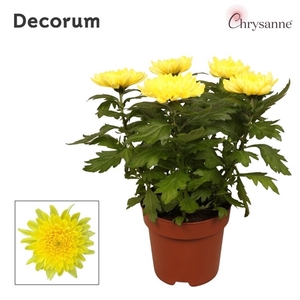 Chrysanne Zembla 6 pp Yellow