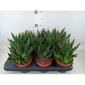Gasteria