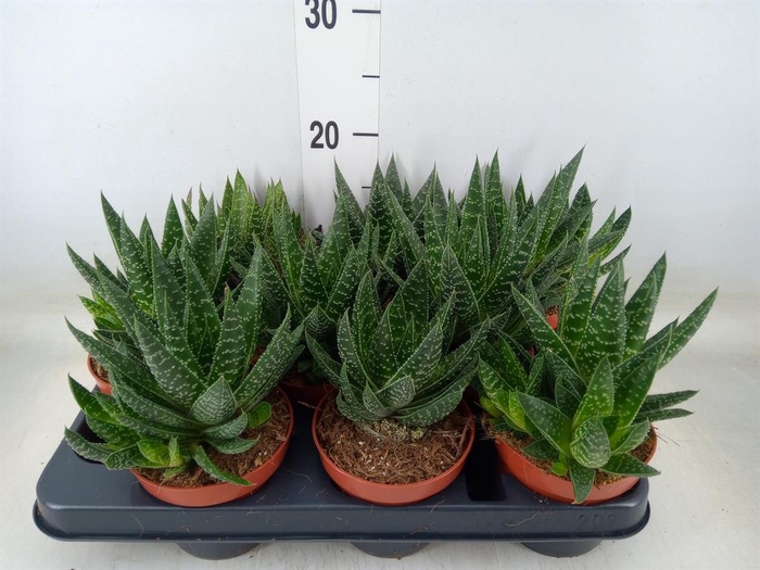 <h4>Gasteria</h4>