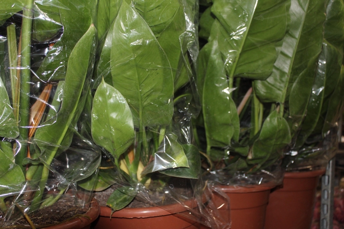 <h4>PHILOD. VERDE P30</h4>