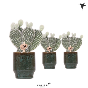 Kolibri Greens Opuntia white in Classy pot green