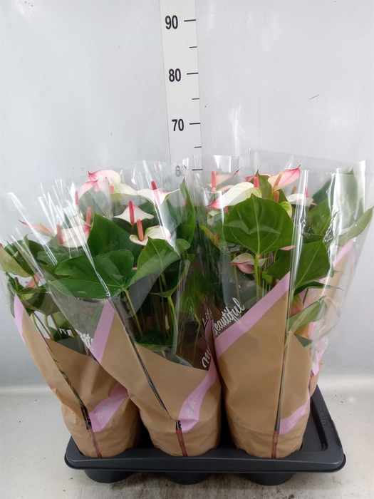 <h4>Anthurium  'Pr. Amalia Elegance'</h4>