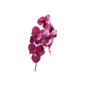 Vanda Orchid Pink Dark
