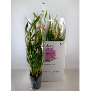 Cymbidium   ...mix
