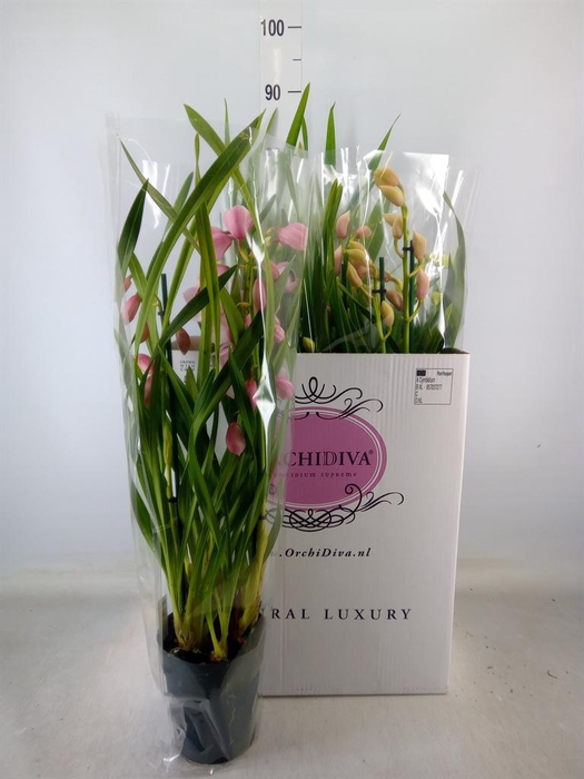 <h4>Cymbidium   ...mix</h4>