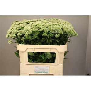 Trach Wh Lake Michigan