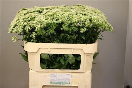 <h4>Trach Wh Lake Michigan</h4>