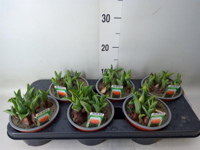 <h4>Tulipa DU   ...</h4>